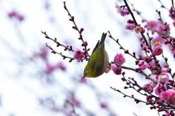 メジロ 世界の梅公園 2021年1月24日(日)