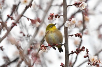 メジロ 世界の梅公園 2021年1月24日(日)