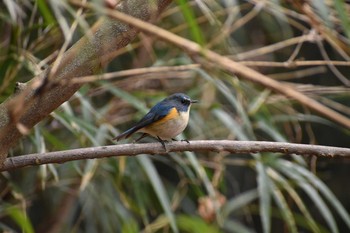 Mon, 1/11/2021 Birding report at 守谷野鳥のみち