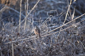 ホオジロ 守谷野鳥のみち 2021年1月10日(日)