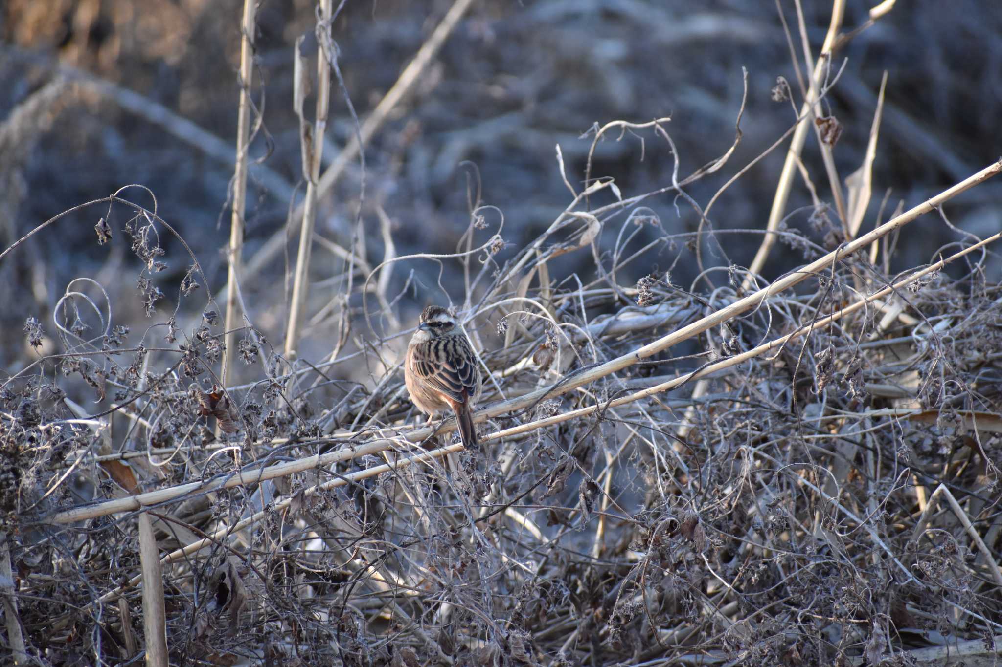 守谷野鳥のみち ホオジロの写真 by Moringles