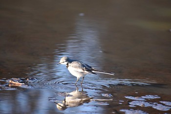 ハクセキレイ 守谷野鳥のみち 2021年1月10日(日)