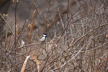 シジュウカラ 守谷野鳥のみち 2021年1月11日(月)