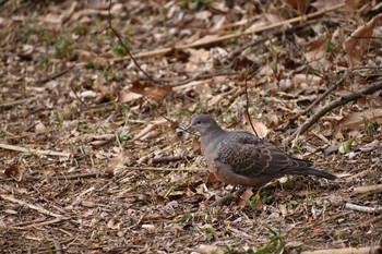 キジバト 守谷野鳥のみち 2021年1月11日(月)