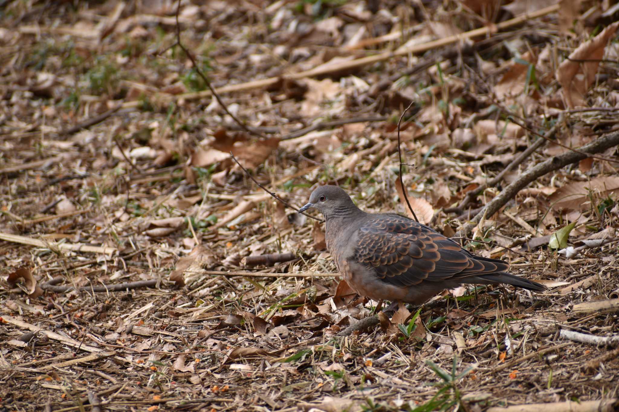 守谷野鳥のみち キジバトの写真 by Moringles