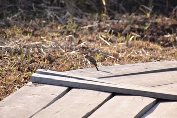 ジョウビタキ 守谷野鳥のみち 2021年1月16日(土)