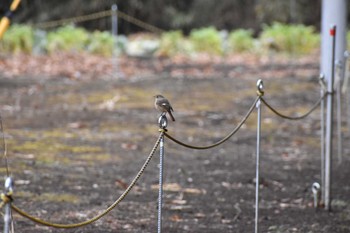 ジョウビタキ 守谷野鳥のみち 2021年1月24日(日)