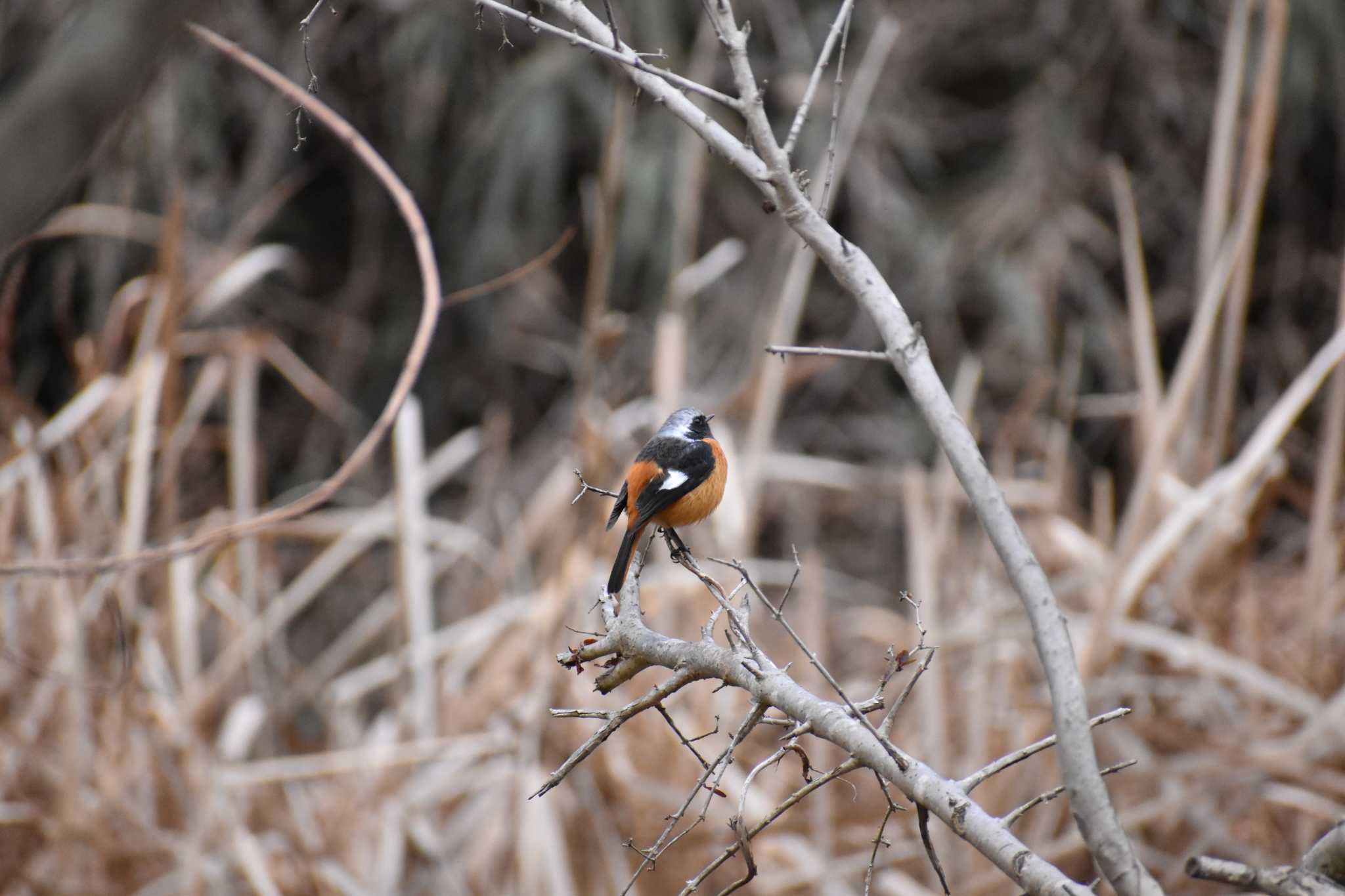 守谷野鳥のみち ジョウビタキの写真 by Moringles