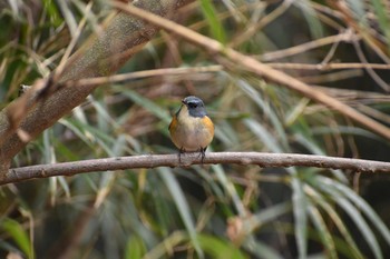 ルリビタキ 守谷野鳥のみち 2021年1月11日(月)