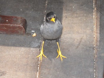 Javan Myna シンガポール Tue, 8/9/2011