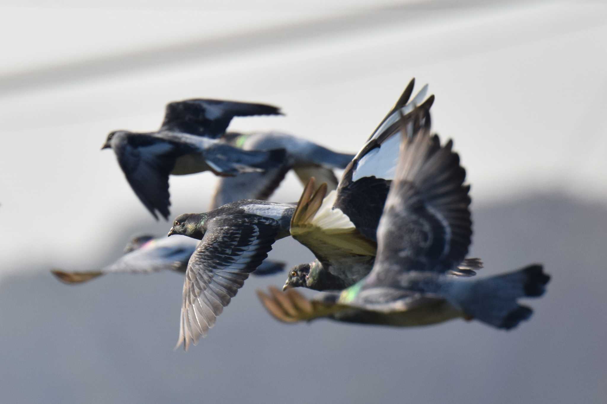 大根公園 カワラバトの写真 by etsunabe