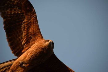 Black Kite 稲村ヶ崎 Sun, 3/23/2014