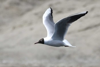 Black-headed Gull 江の島 Sat, 4/29/2017