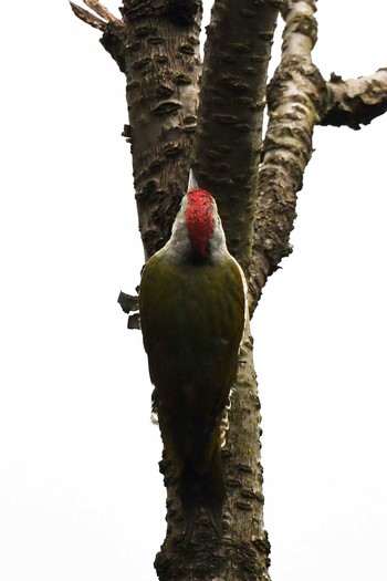 Japanese Green Woodpecker 秦野市 Sat, 10/22/2016