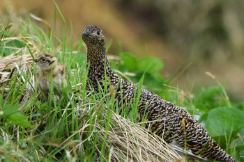 Rock Ptarmigan Murododaira Sat, 7/25/2015