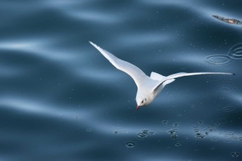 Black-headed Gull 真鶴半島 Sun, 1/24/2016