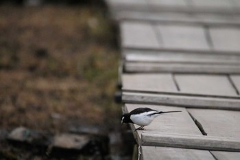 セグロセキレイ 守谷野鳥のみち 2021年1月24日(日)