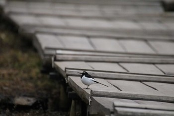 セグロセキレイ 守谷野鳥のみち 2021年1月24日(日)