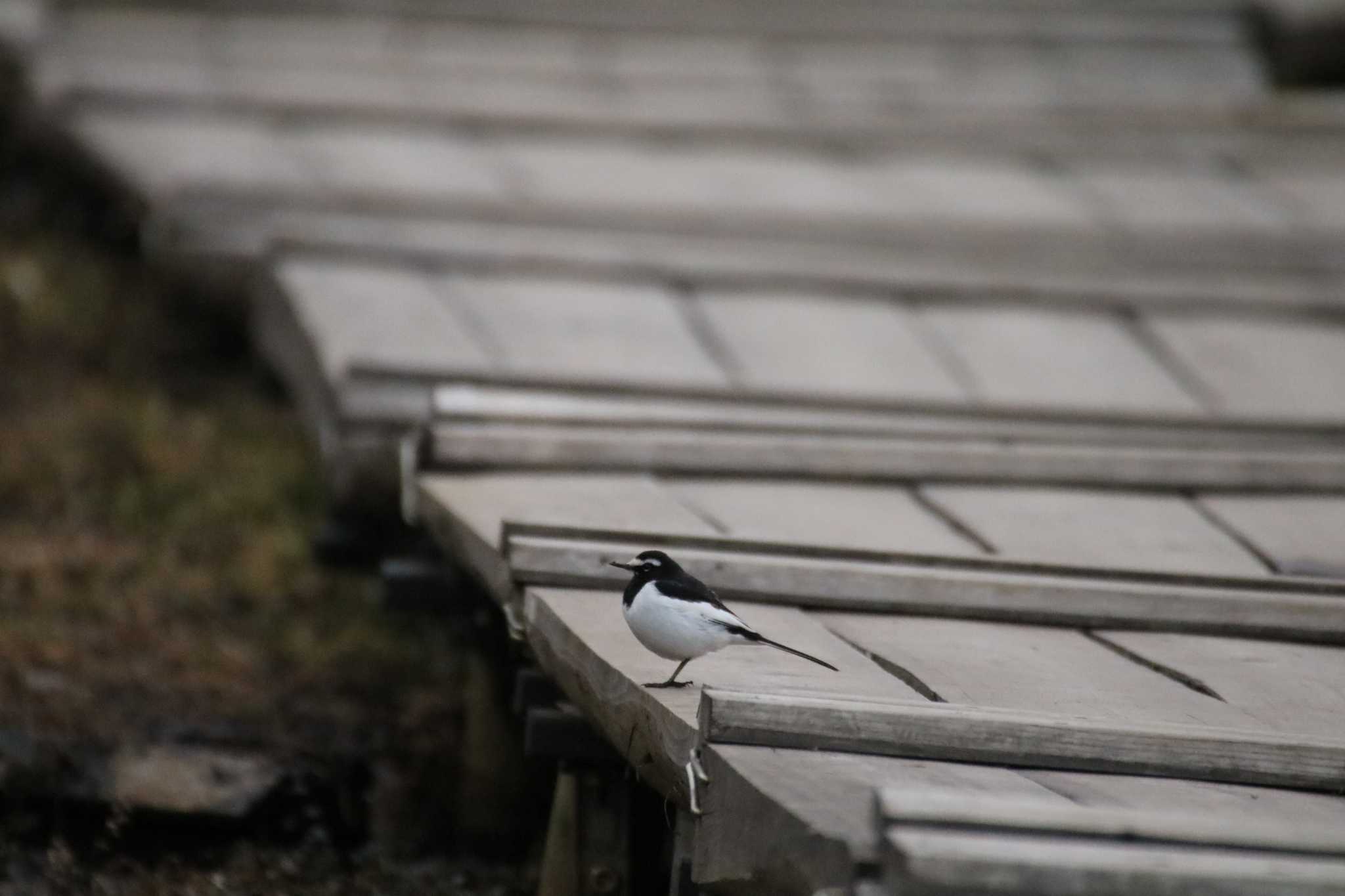 守谷野鳥のみち セグロセキレイの写真 by ogashiwa_bird