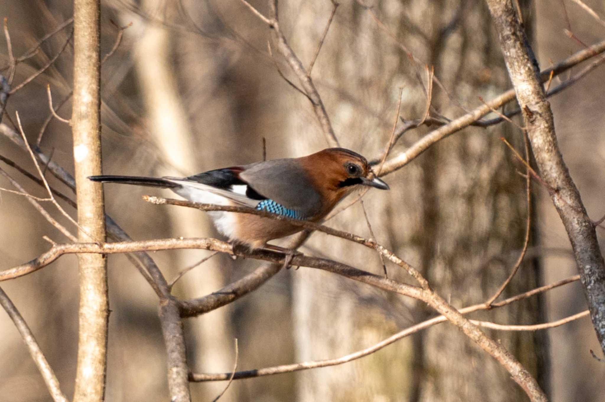 Eurasian Jay(brandtii)