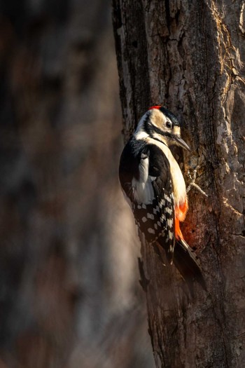 Great Spotted Woodpecker ポロト湖(ポロトの森) Sat, 1/23/2021