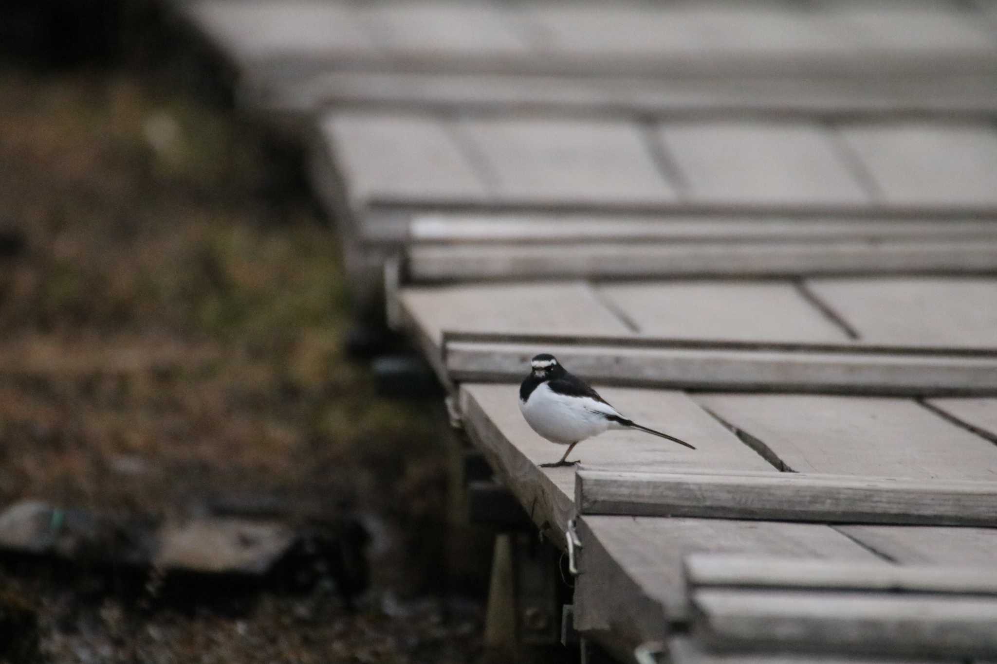 Japanese Wagtail