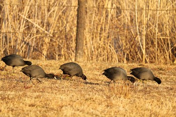 オオバン 守谷城址公園 2021年1月21日(木)