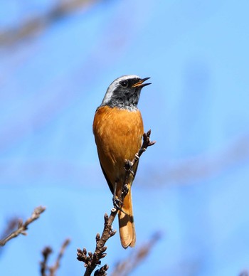 Daurian Redstart Unknown Spots Fri, 11/4/2016