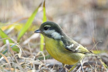 2021年1月17日(日) 大阪府の野鳥観察記録