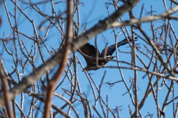 Steller's Sea Eagle ポロト湖(ポロトの森) Sat, 1/23/2021