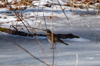 Dusky Thrush ポロト湖(ポロトの森) Sat, 1/23/2021