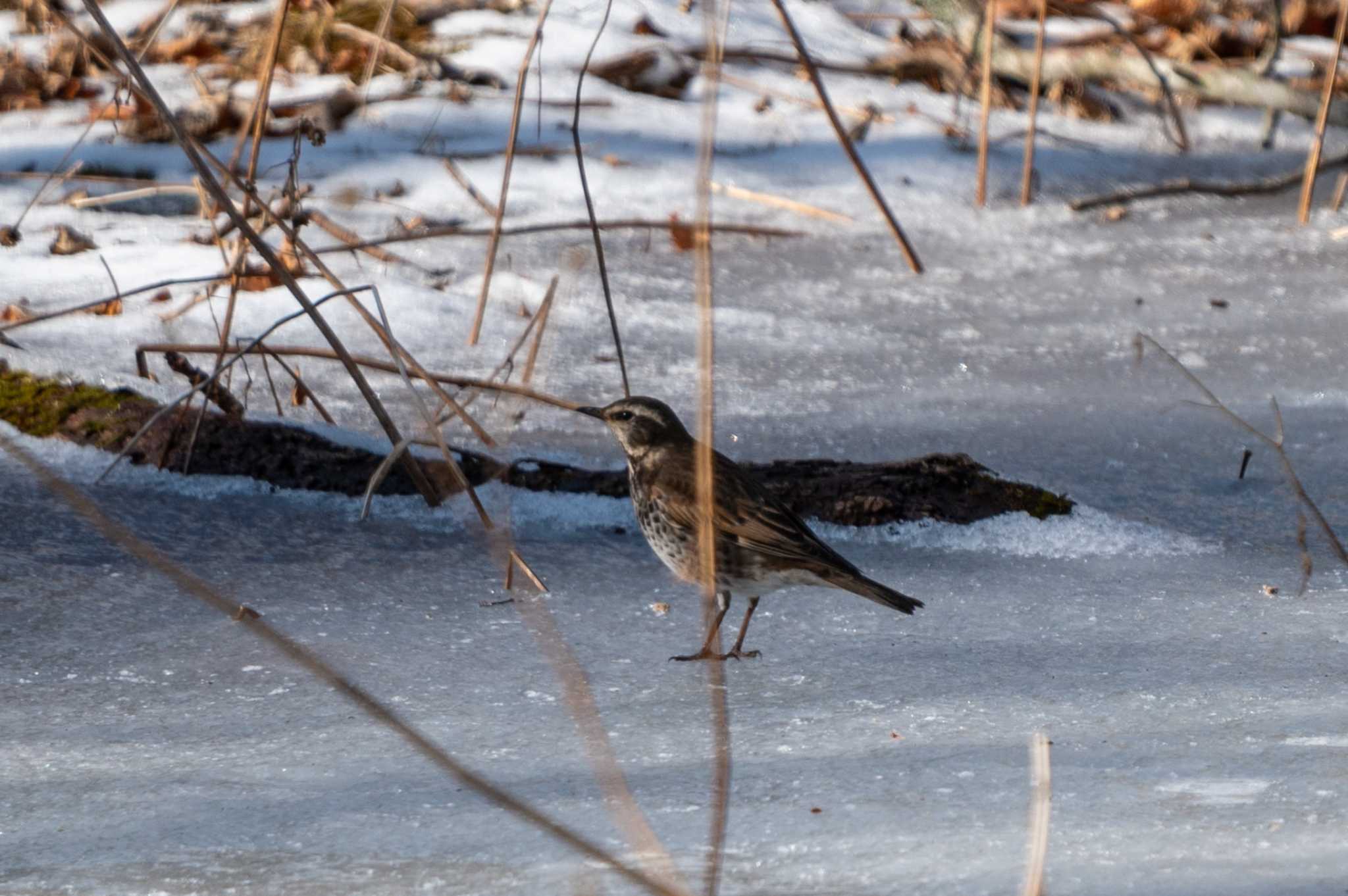 Dusky Thrush