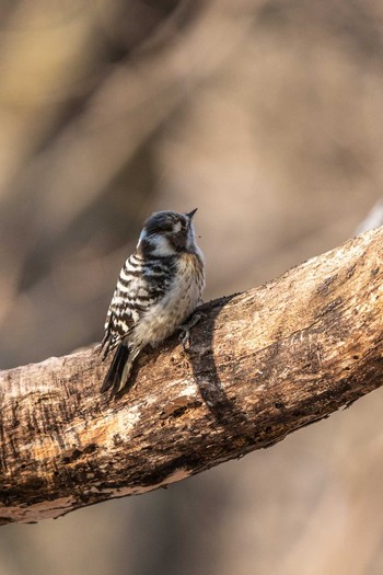 Japanese Pygmy Woodpecker ポロト湖(ポロトの森) Sat, 1/23/2021