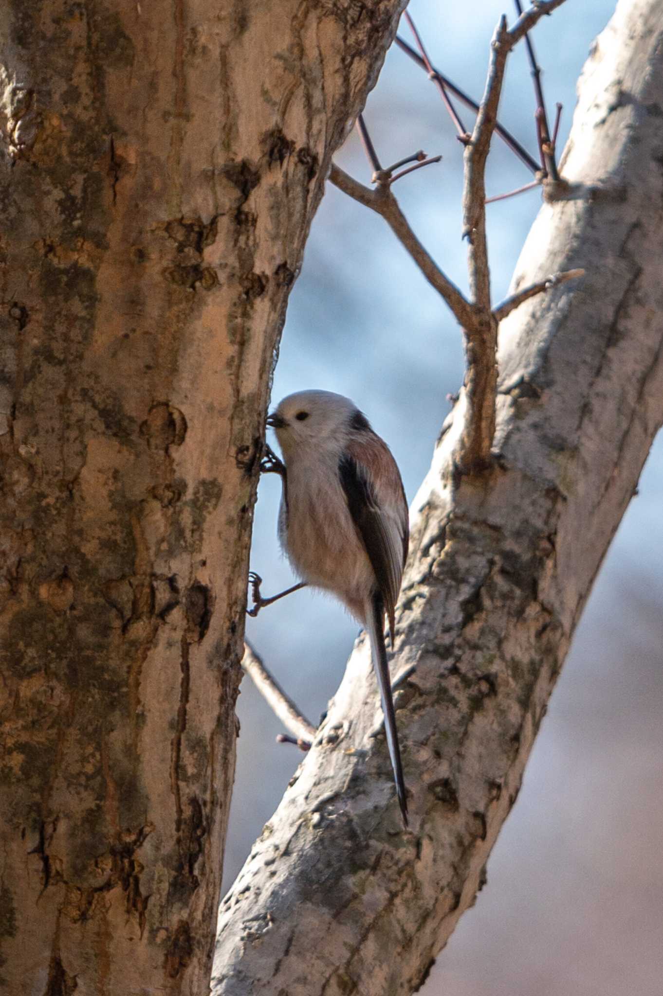 Long-tailed tit(japonicus)