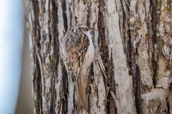 Eurasian Treecreeper ポロト湖(ポロトの森) Sat, 1/23/2021