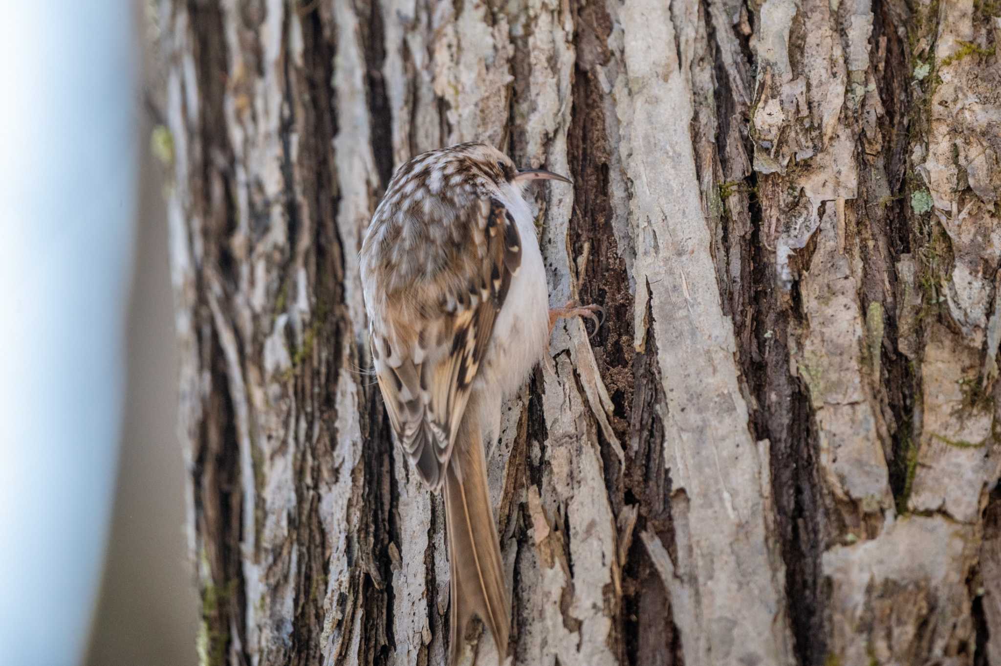 Eurasian Treecreeper