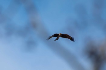 Black Kite ポロト湖(ポロトの森) Sat, 1/23/2021