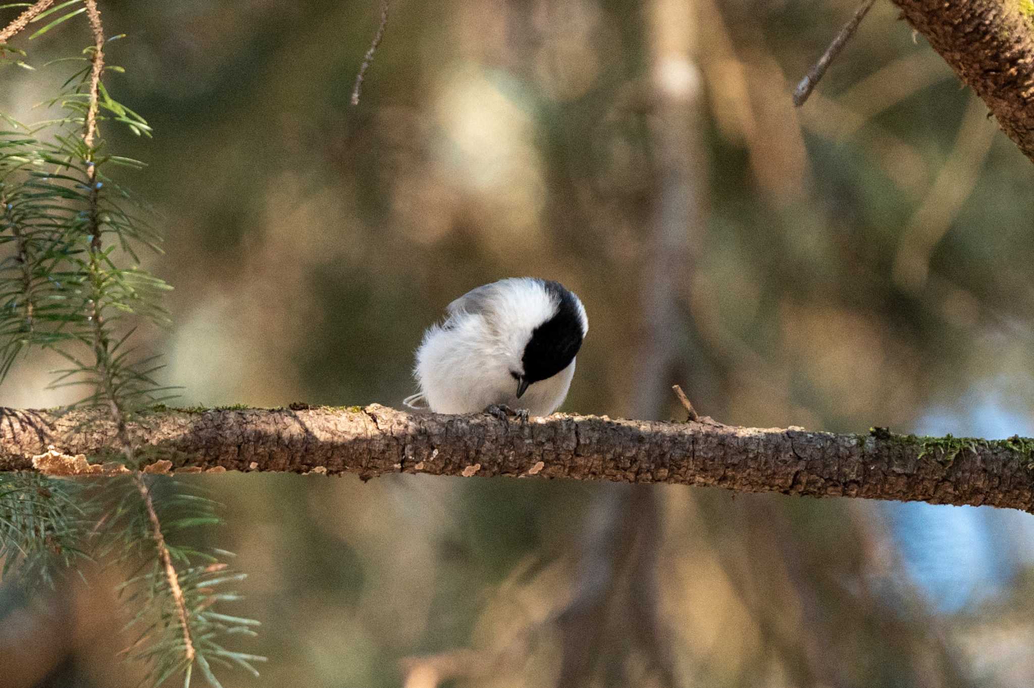 ハシブトガラ