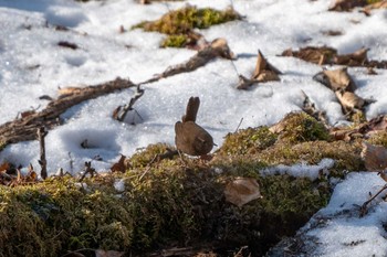 Eurasian Wren ポロト湖(ポロトの森) Sat, 1/23/2021