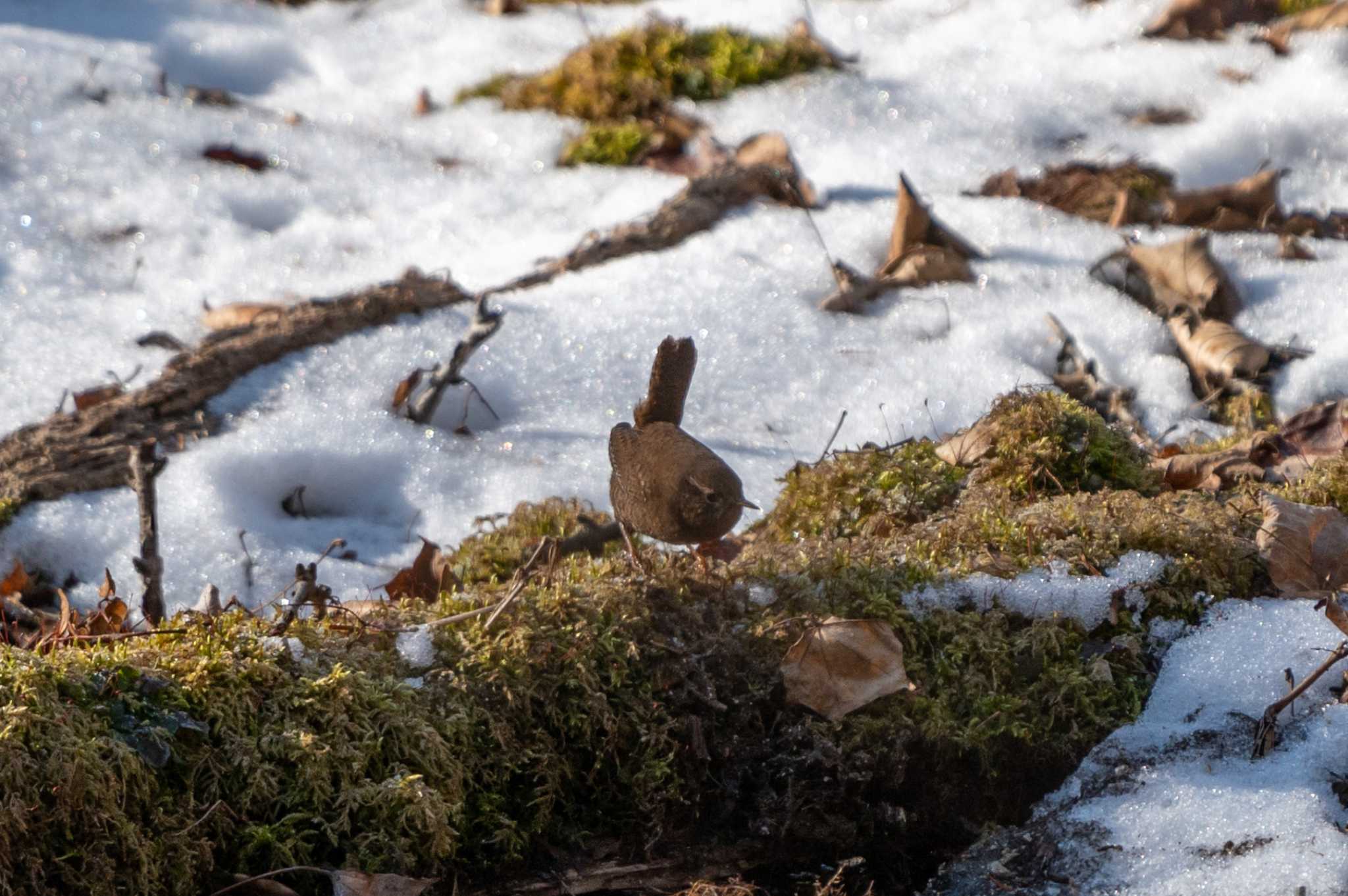 Eurasian Wren