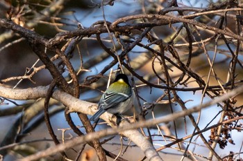 Japanese Tit ポロト湖(ポロトの森) Sat, 1/23/2021