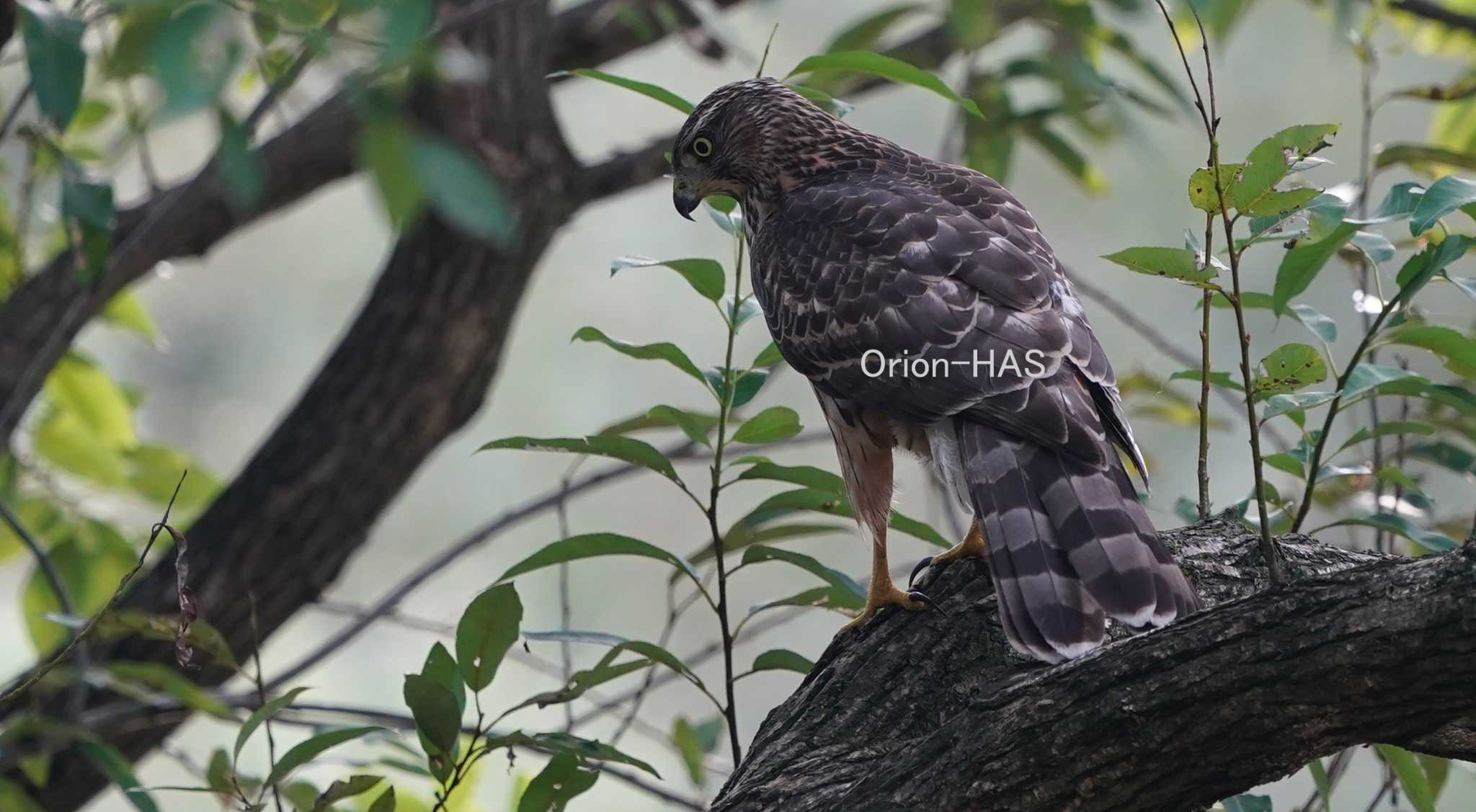 SONY α9Ⅱ + SONY FE200-600mm　クロップ 900m by Orion-HAS