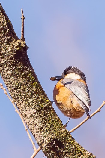 Varied Tit Komiya Park Sun, 2/9/2020