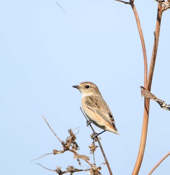 Amur Stonechat Unknown Spots Thu, 10/27/2016