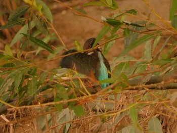 カワセミ 内津川 2020年9月22日(火)