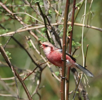 Siberian Long-tailed Rosefinch Asaba Biotope Tue, 3/15/2016