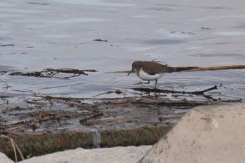 Common Sandpiper 武庫川 Sat, 1/16/2021