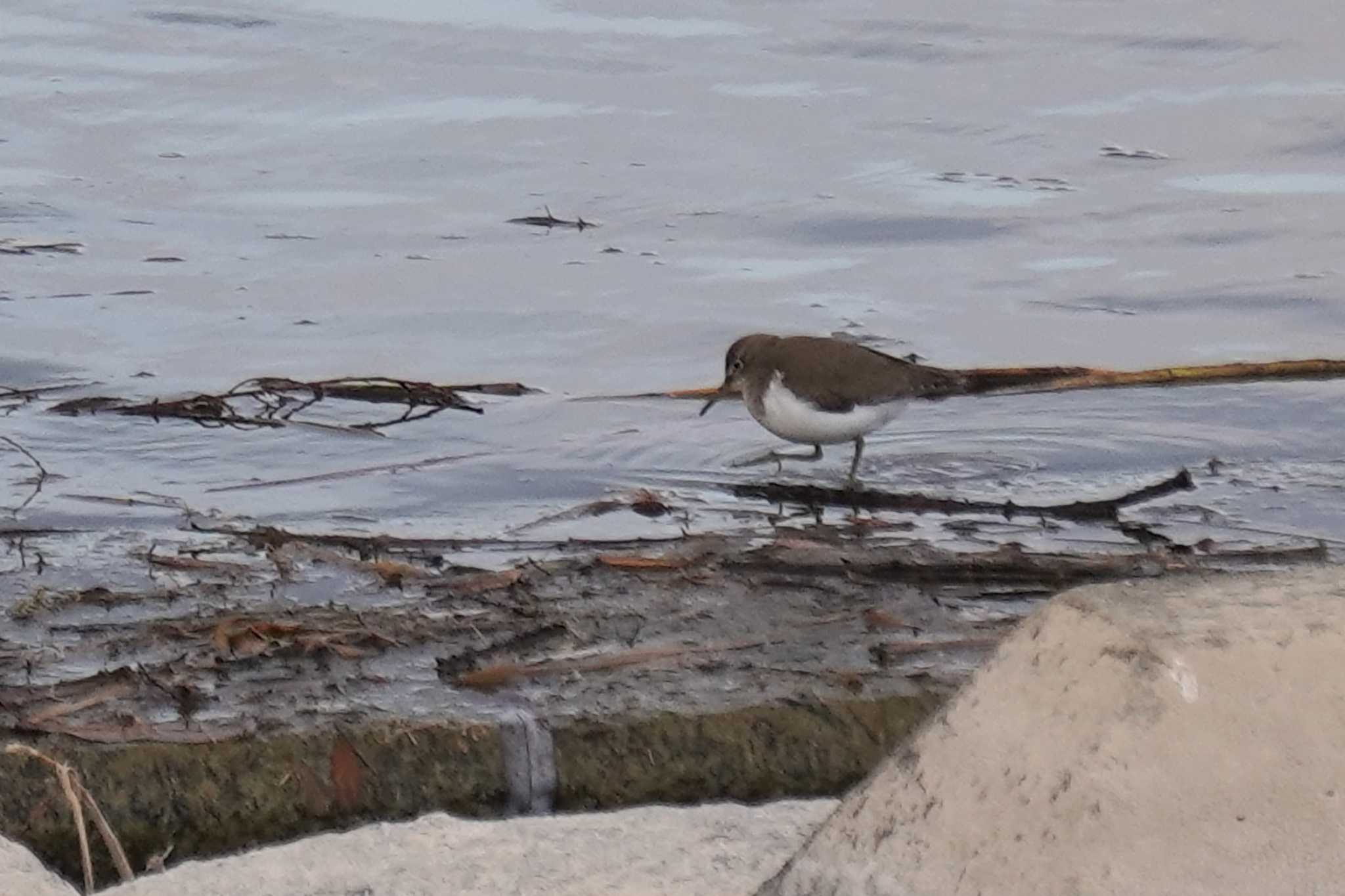 Photo of Common Sandpiper at 武庫川 by nearco