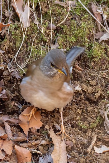 Pale Thrush Komiya Park Sun, 2/9/2020