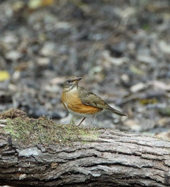 Eyebrowed Thrush Akigase Park Sun, 11/6/2016